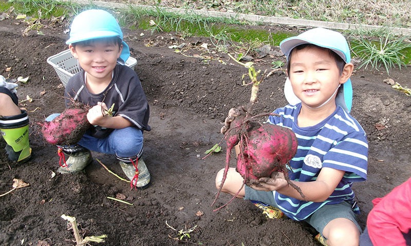 さつまいもほり|年間行事