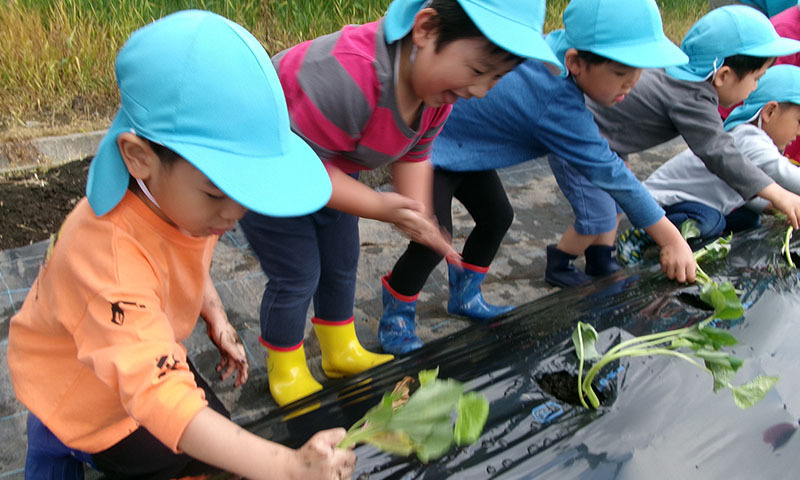 さつまいも苗植え|年間行事